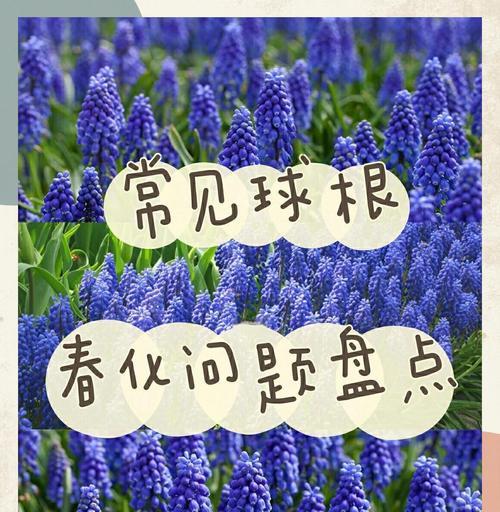 球根花卉有哪些？球根植物的养护技巧是什么？