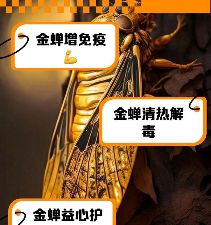 红蝉的正确养殖方法是什么？