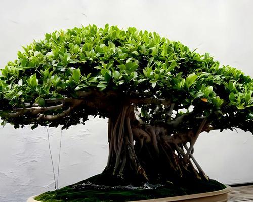 榕树提根的步骤和注意事项？