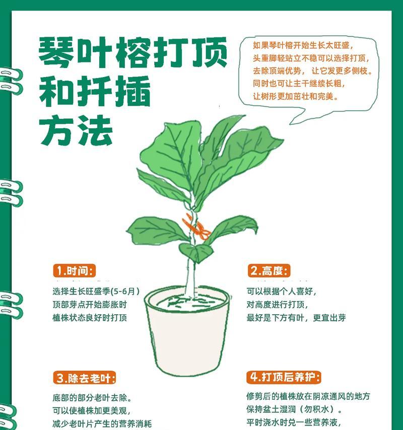 榕树提根的步骤和注意事项？