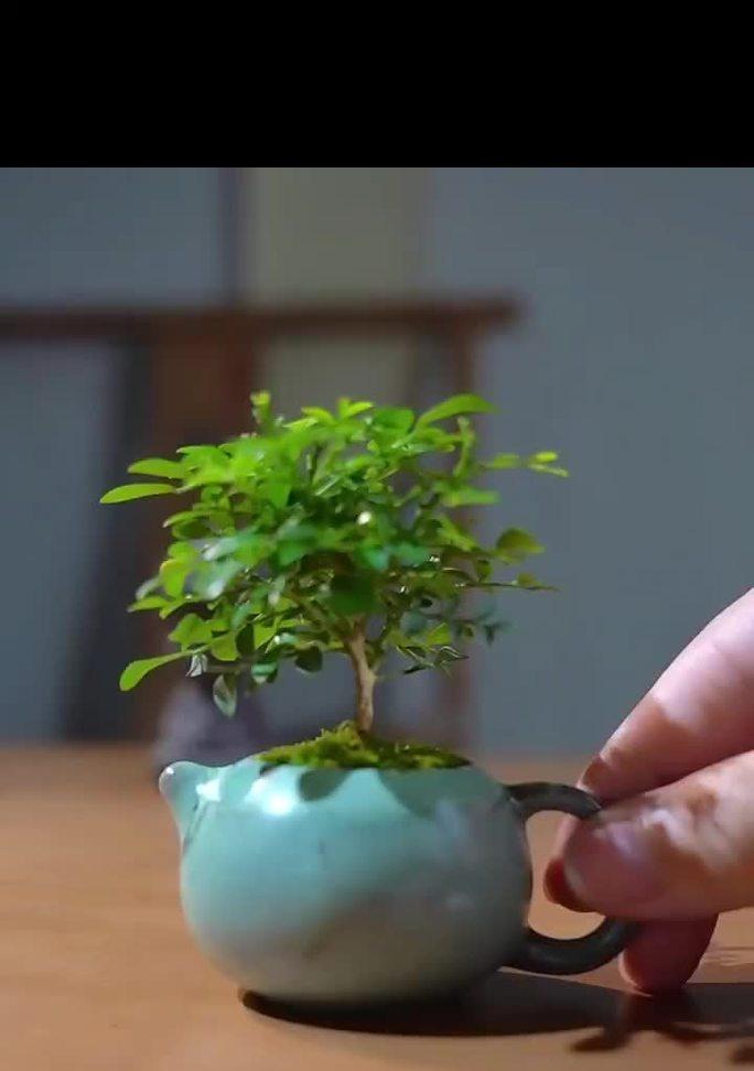 小叶九里香的外观特征是什么？