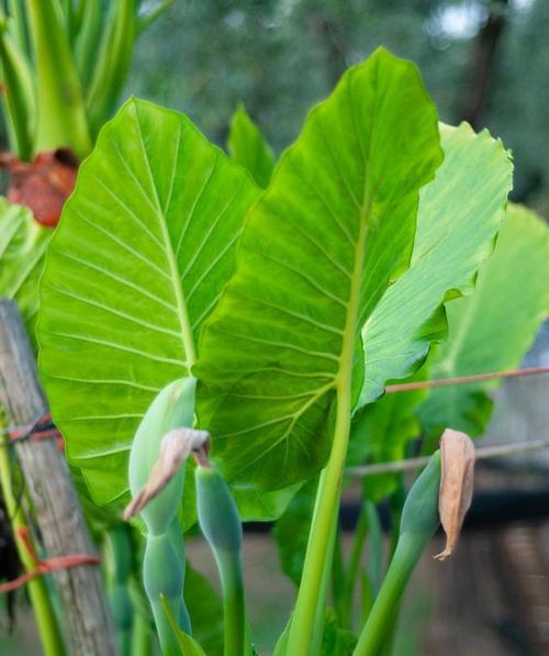 阔叶花卉有哪些？如何选择适合室内环境的阔叶植物？