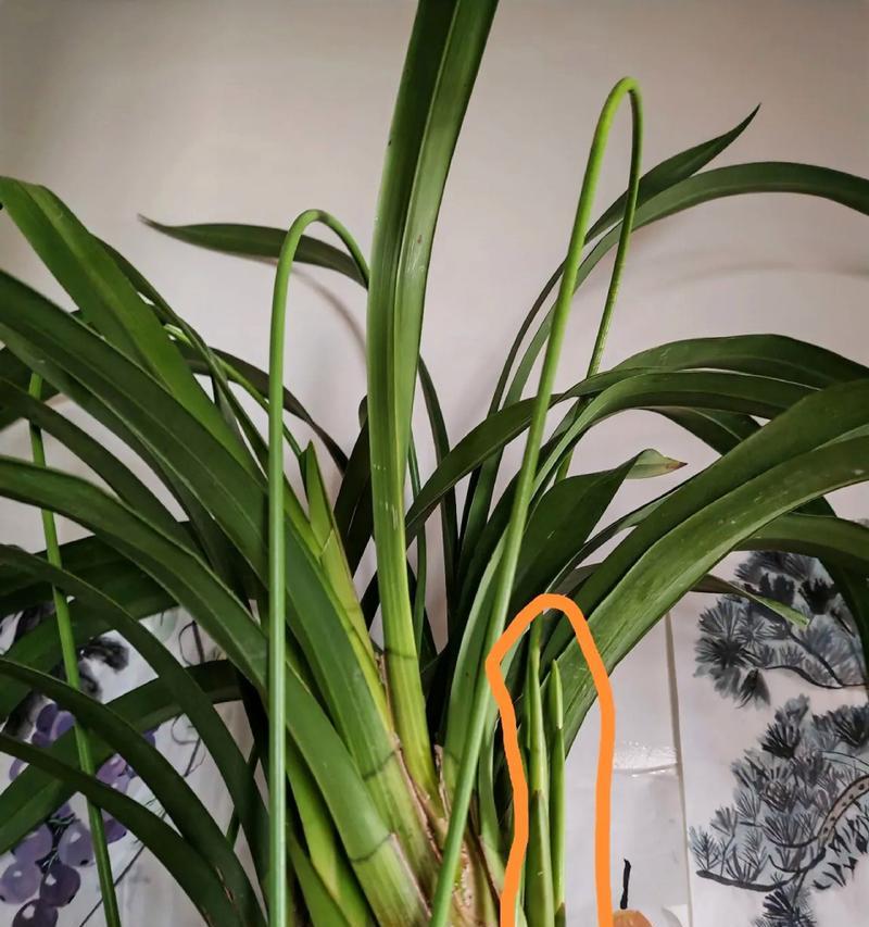大惠兰花的养护要点和注意事项？