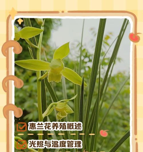 大惠兰花的养护要点和注意事项？