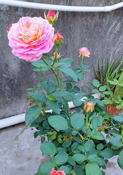 月季花有哪些品种？月季花的品种分类和特点是什么？