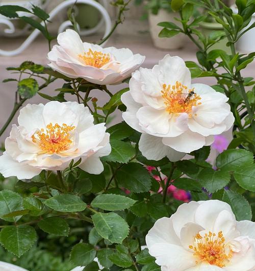 月季花有哪些品种？月季花的品种分类和特点是什么？