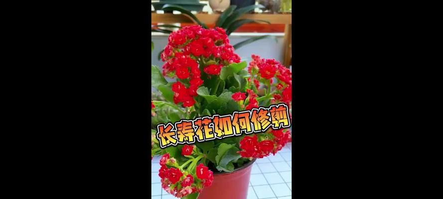 长寿花长得很高如何修剪？怎样控制其高度？