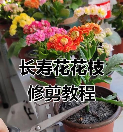 长寿花长得很高如何修剪？怎样控制其高度？