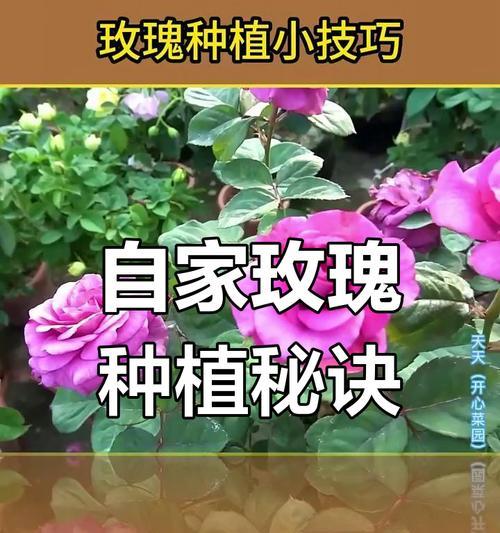 玫瑰花苗种植的最佳时间是什么时候？