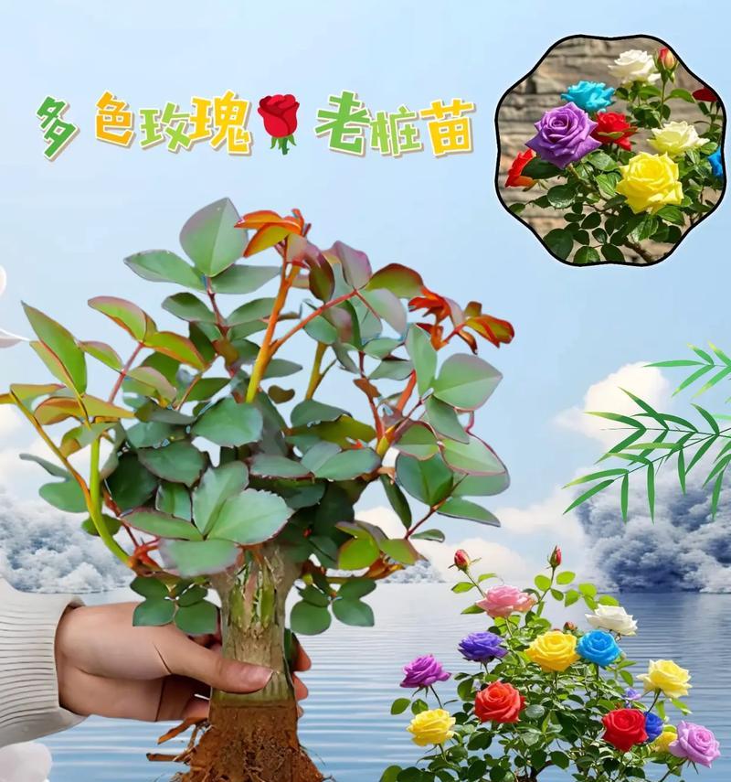 玫瑰花苗种植的最佳时间是什么时候？