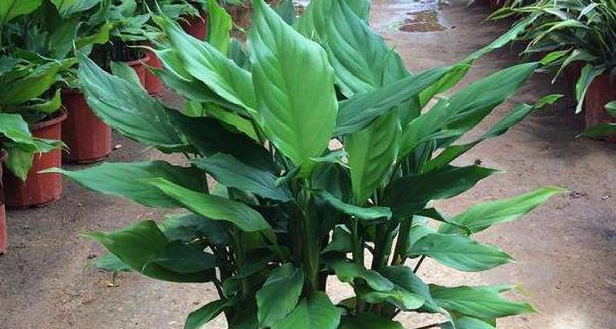 万年青属于哪一类植物？