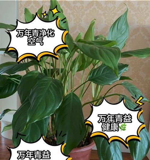 万年青属于哪一类植物？