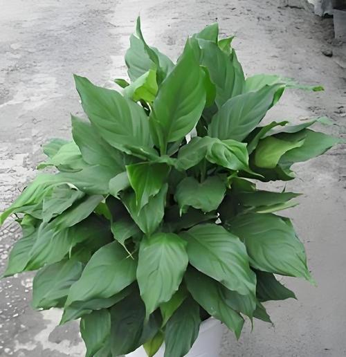 万年青属于哪一类植物？
