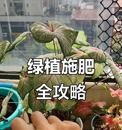 盆栽植物施肥应该选择哪种肥料？