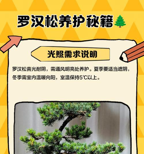 罗汉松繁殖的有效方法有哪些？