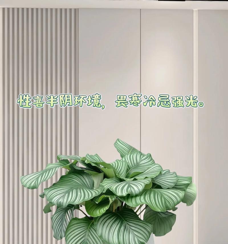 青苹果竹芋的施肥方法是什么？