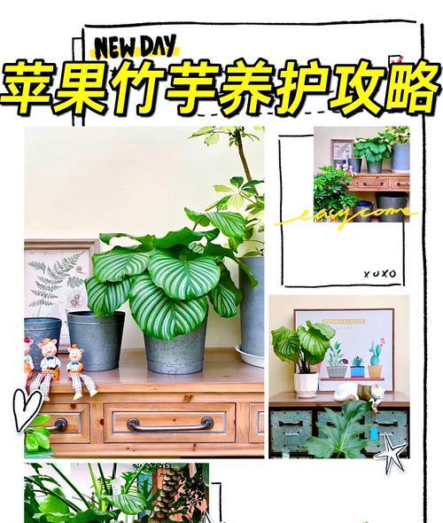 青苹果竹芋的施肥方法是什么？