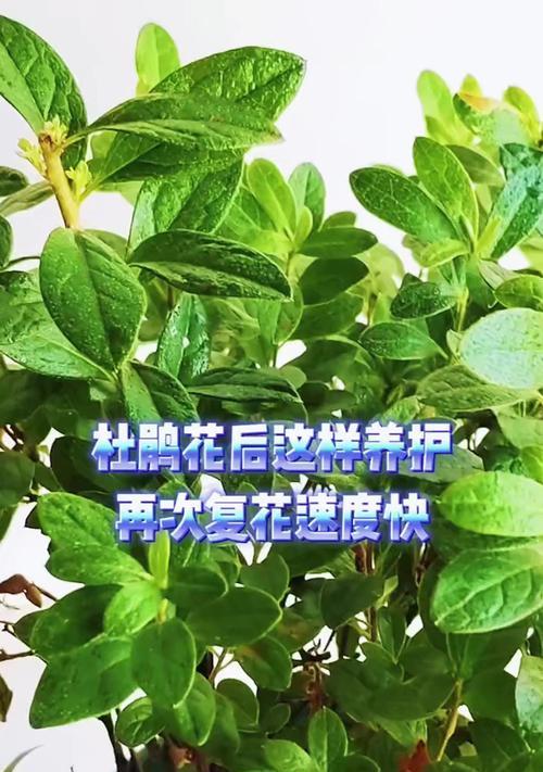 杜鹃花苗养护要点是什么？怎样才能茁壮成长？