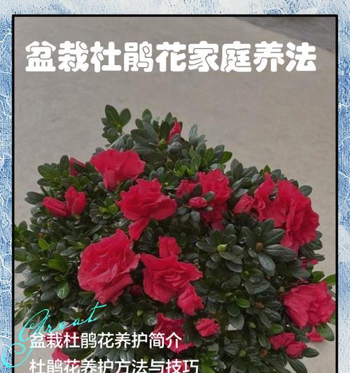 杜鹃花苗养护要点是什么？怎样才能茁壮成长？