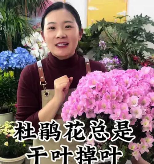 杜鹃花苗养护要点是什么？怎样才能茁壮成长？
