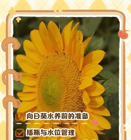 插瓶花的正确步骤是什么？