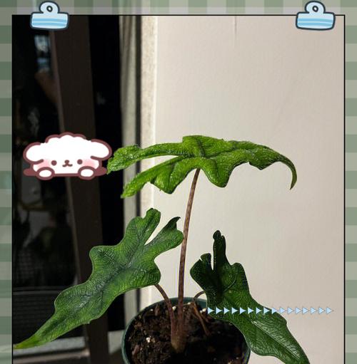 海芋的养殖方法和注意事项是什么？