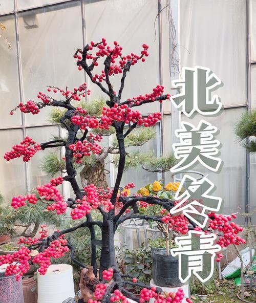 冬青怎么栽？冬青树种植与养护技巧！