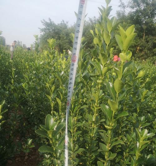 冬青怎么栽？冬青树种植与养护技巧！
