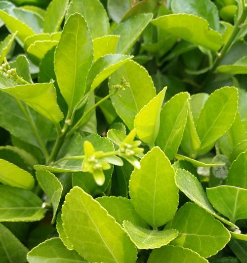 冬青怎么栽？冬青树种植与养护技巧！