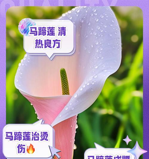 马蹄莲什么时候种？马蹄莲的种植时间和方法是什么？
