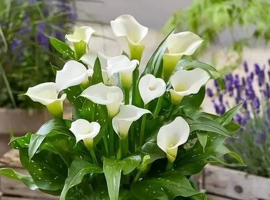 马蹄莲什么时候种？马蹄莲的种植时间和方法是什么？