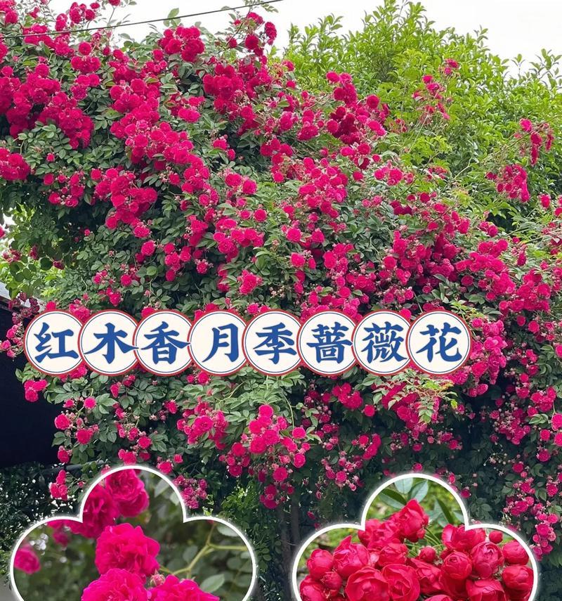 月季花种植的最佳时间是什么时候？