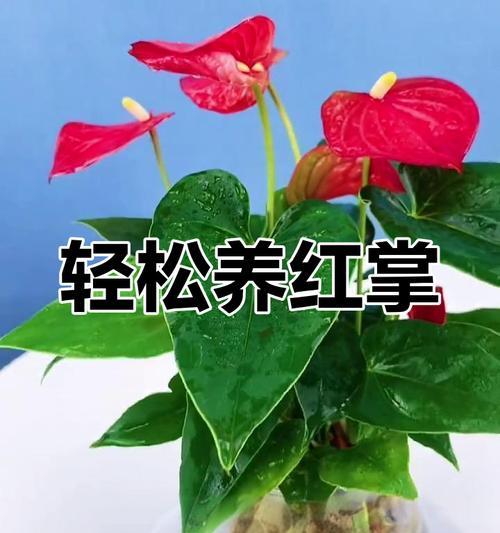 红掌开花的条件和方法是什么？