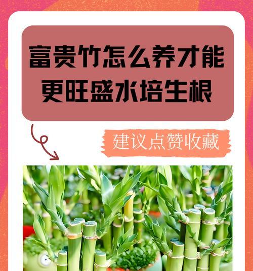 水培植物虫害的防治措施有哪些？