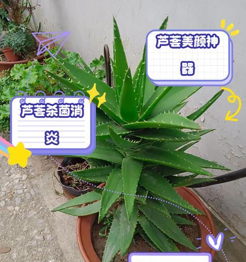 芦荟分品种吗？不同芦荟品种的特性及用途是什么？
