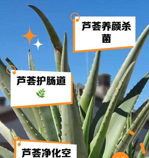 芦荟分品种吗？不同芦荟品种的特性及用途是什么？