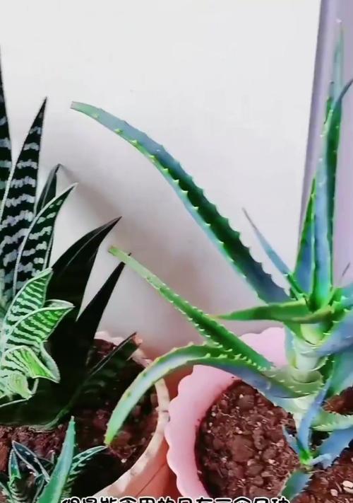 芦荟分品种吗？不同芦荟品种的特性及用途是什么？
