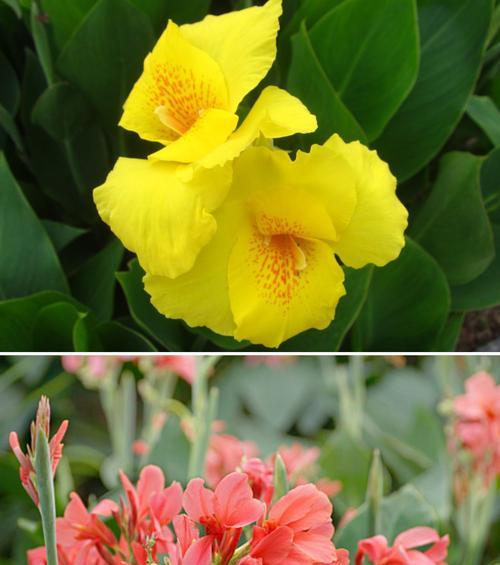 美人蕉通常在哪个季节开花？