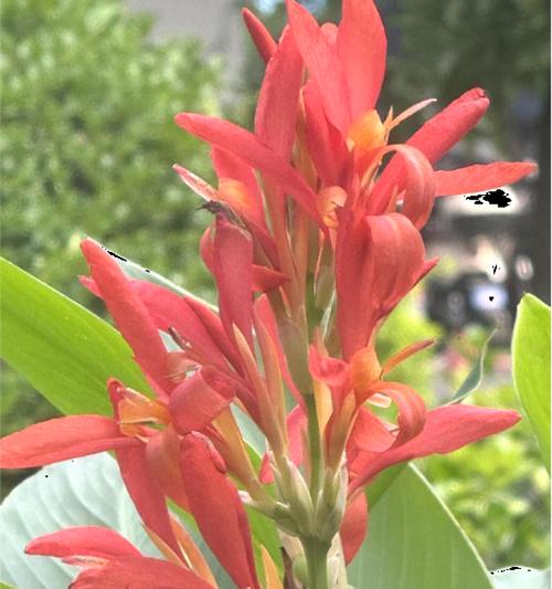 美人蕉通常在哪个季节开花？