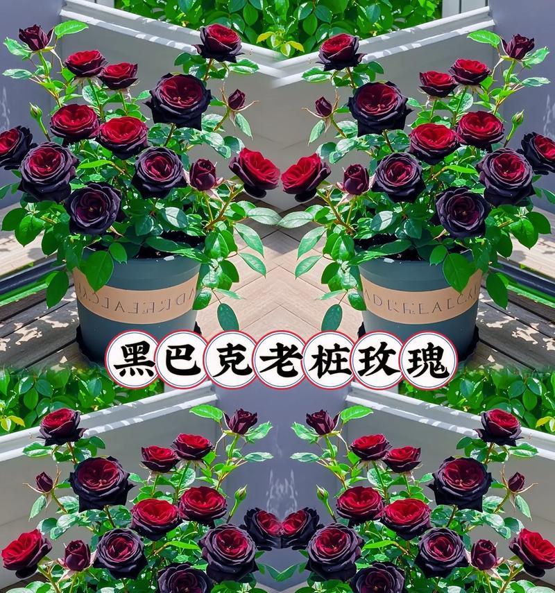 玫瑰花苗种植需要注意哪些事项？