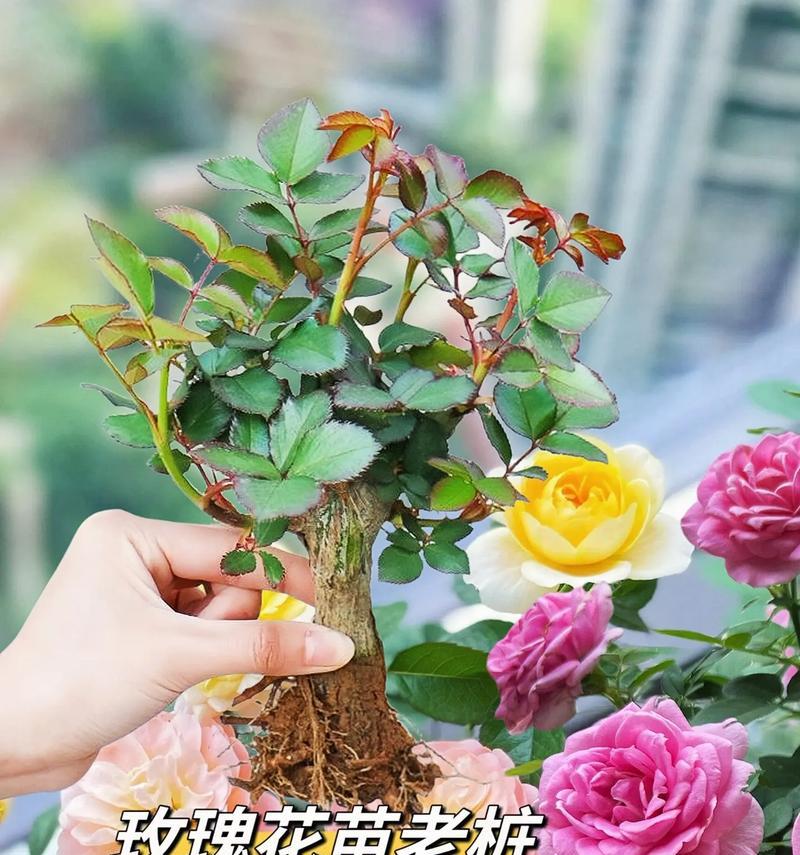 玫瑰花苗种植需要注意哪些事项？