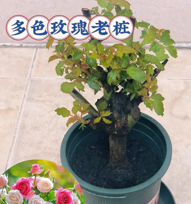 玫瑰花苗种植需要注意哪些事项？