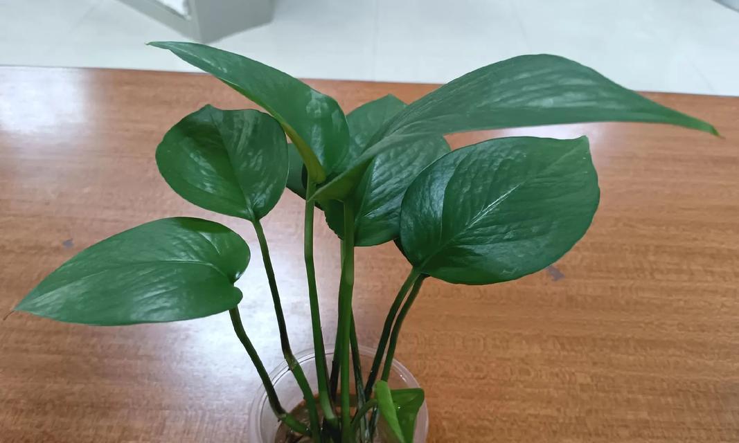 绿萝修剪的正确方法是什么？