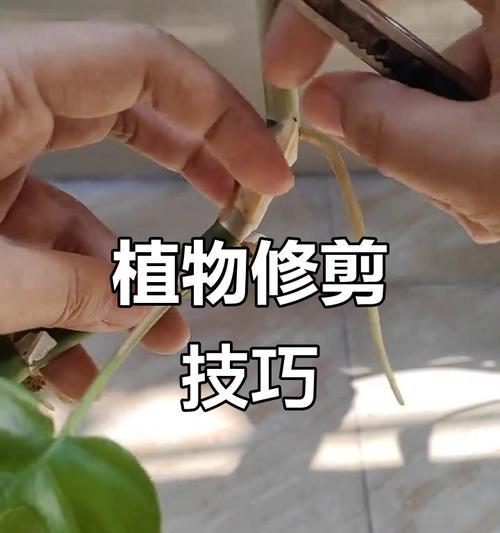 绿萝修剪的正确方法是什么？
