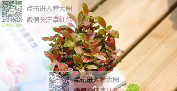 粉安妮网纹草的养殖要点有哪些？