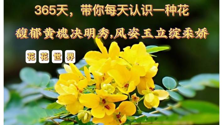 槐花的花语是什么？槐花象征着什么？