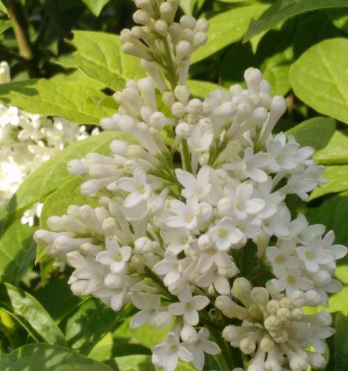 槐花的花语是什么？槐花象征着什么？