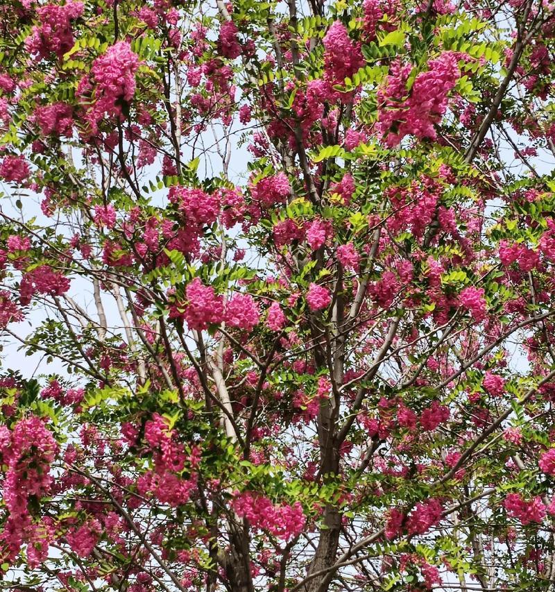 槐花的花语是什么？槐花象征着什么？