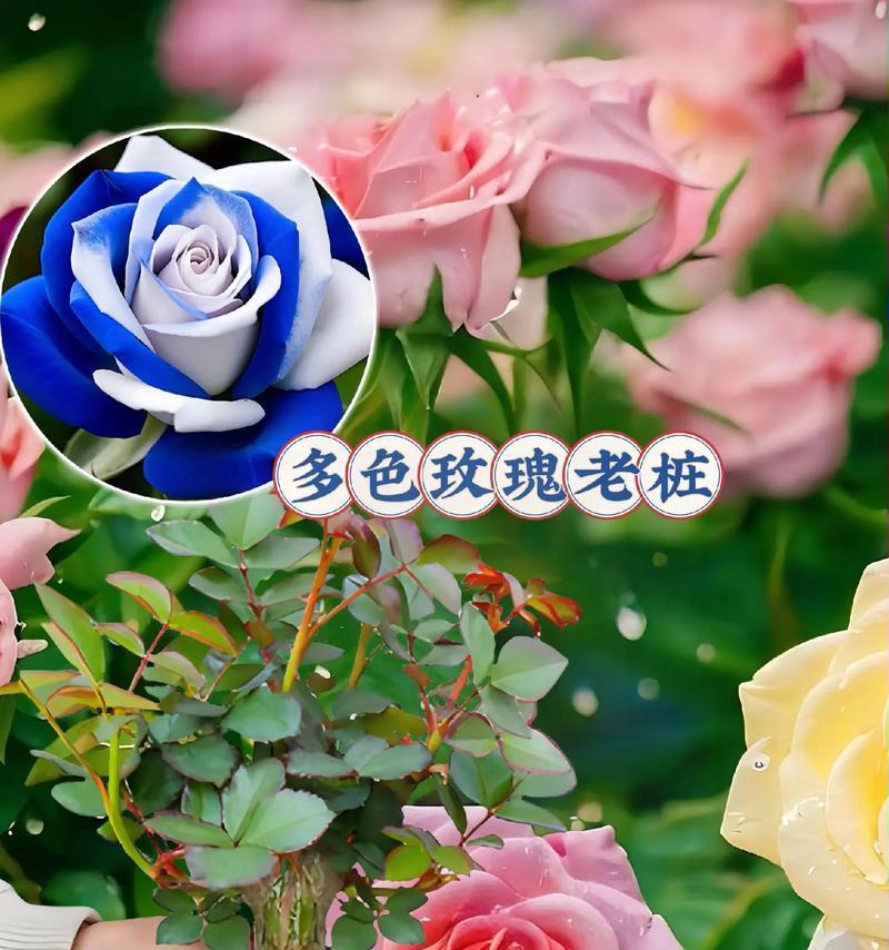 月季花如何养护才能持续开花？
