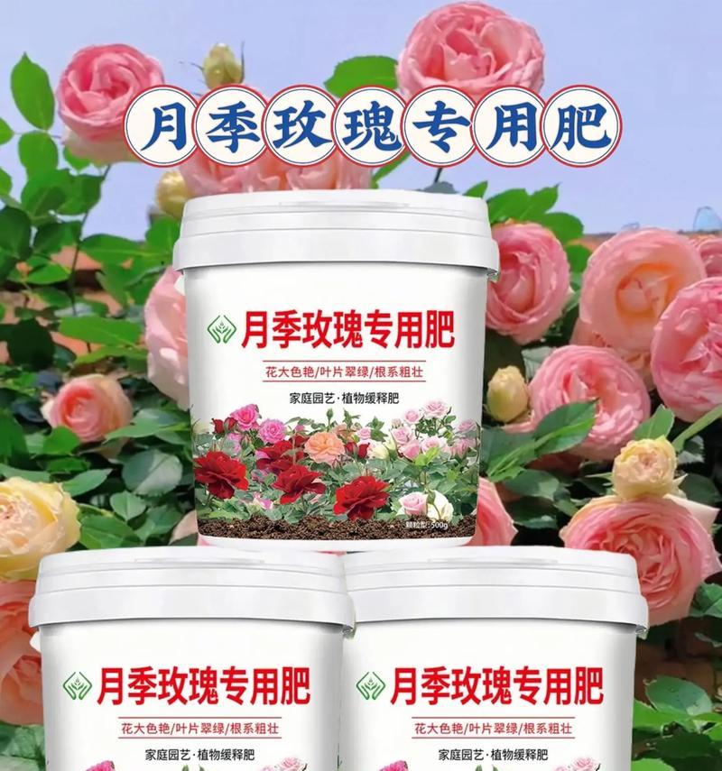 月季花如何养护才能持续开花？